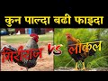 Giriraja vs local kukhura  agrodev nepal