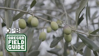 Oregon Olives | Oregon Field Guide