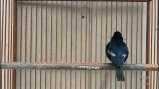 Burung Masteran : Village Indigo Gacor