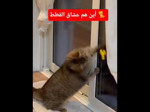 داك أبوني معك الله يحفظك ارباح الفيسبوك اكسبلور  قطط فايسبوك  ترند
