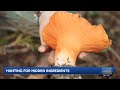 Sacramento chef forages wild ingredients from Mendocino forests for unique dishes