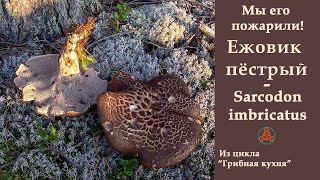 Мы его пожарили! Ежовик  чешуйчатый -Sarcodon squamosus. 