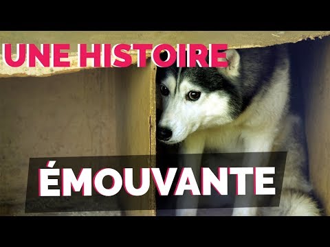 Vidéo: Plus De 80 Grands Danois Sauvés D'un Moulin à Chiots Suspecté « Odieux »