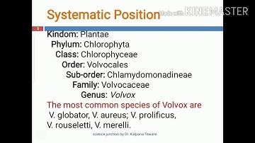 Volvox (A member of Algae, class chloropyceae)👍👍👍