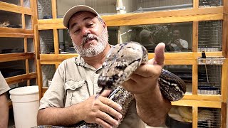 Pulling Giant Python Eggs With A Newbie😂😱