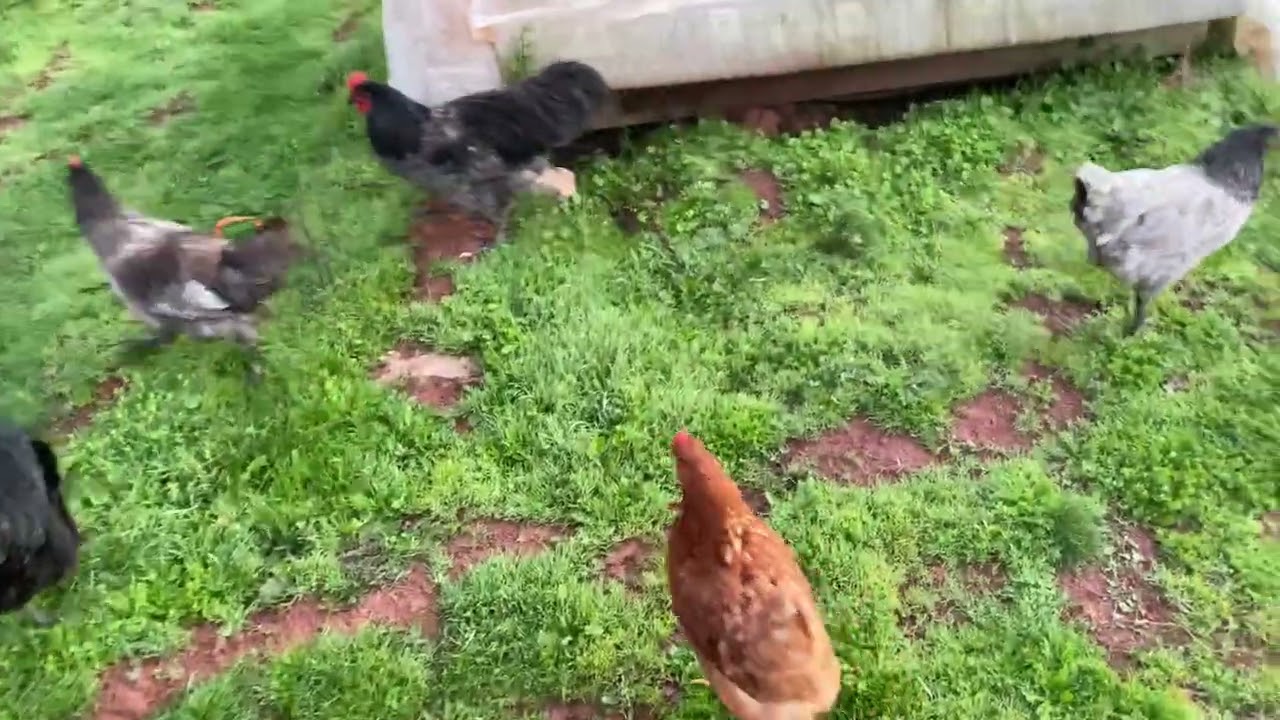 Tavuklarımız için eş hane yapıyoruz #keşfet #keşfetteyiz #animals #kamp #tavuk #pigeon #köy #çiftlik