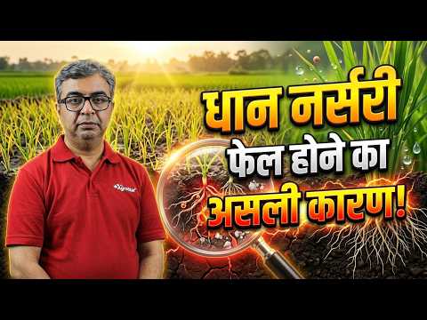 Paddy Nursery Management 2026 | Paddy Farming | Irrigation & Nutrient Management | Dhan ki Kheti ...