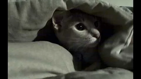 Video 6258991: siamese mix, female abyssinian, cute abyssinian