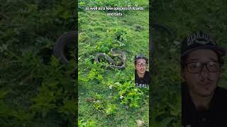 This invasive species is worse than the Burmese Python