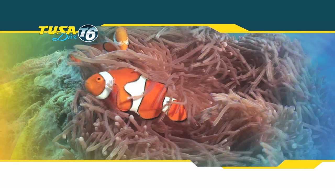Great Barrier Reef Cruise - Snorkel or Dive - Australia Tours