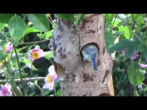 Fugle træstamme med fedtkugler i brug