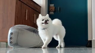 [博美]记录美伢独自在家会干嘛呢 by Mei Ya Family 34 views 1 month ago 6 minutes, 39 seconds