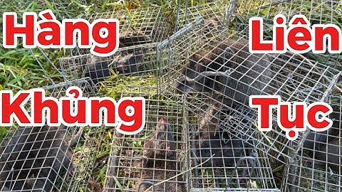 33/ Bẫy Chuột Cống Nhum Hàng Khủng Liên Tục Quá Sướng@Đờisốngmiềntây-i9l 