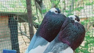 indian top quality fancy pigeon