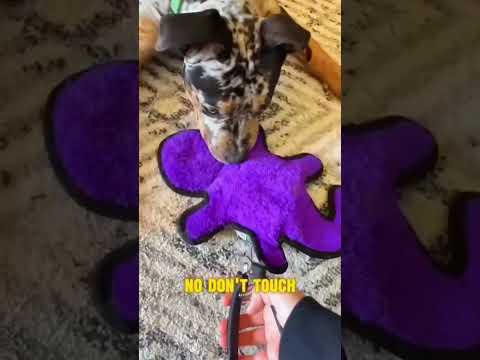 Dogs being idiot part 57 #funnydog #funnypet #cutedog #dog #pets