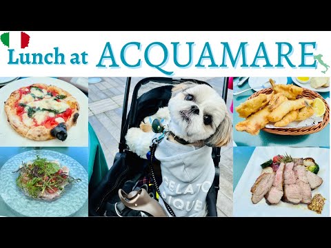 日高シェフのイタリアンをシーズー子犬と楽しんできた Lunch at Yokosuka Acquamare with shihtzu puppy
