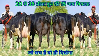 30000 तक सस्ती गाय!! 35 लीटर तक दूध!! 15 गाय 5 भैंसें बिकाऊ। 20 Cows, Buffalos available for sale