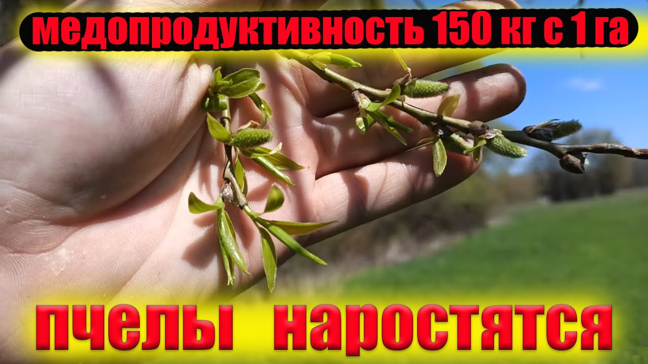 Если у вас есть такой ранний медонос развитие пчел на пасеке обеспечено ...