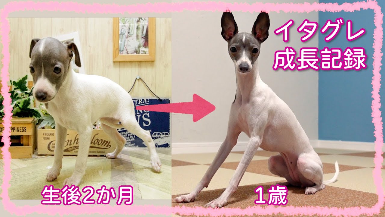 イタグレが子犬から成犬になるまでの成長記録【生後2か月～1歳】