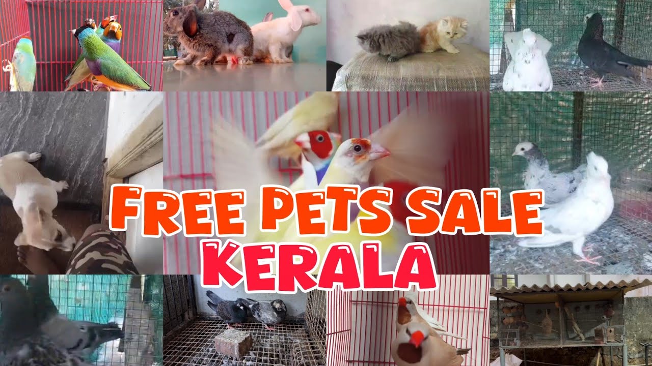 😍Pigeon💖Birds😍Cat❤️Parava sale kerala😁New Pets Sale Video🤩Nadan pravu Sale😘Puppys Sale Kerala💗
