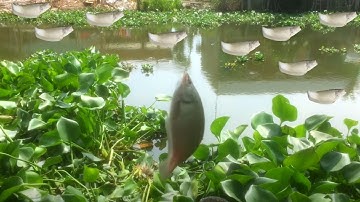 Câu Cá Thác Lác Được một chuyến câu thành công thêm con cá rô bự - Eng&Chinese Sub