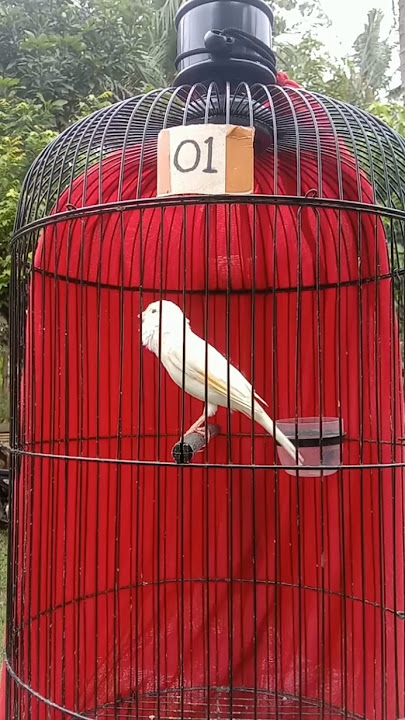 kenari pocong gacor cengkok mewah😀#short #shorts #kenari #kenarigacor #jualkenari#fyp#masteranburung