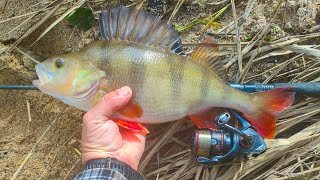 Monster Perch Fishing, Catching Big Redfin With Lures
