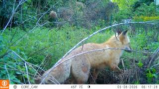 Red Fox (Vulpes vulpes) in the MyRye.com garden on May 8, 2026