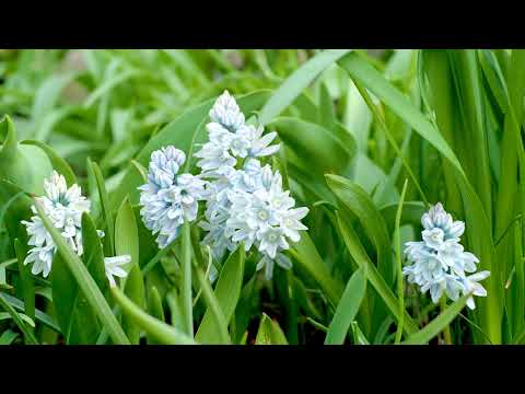 Puschkinien / Kegelblumen. Zarte Frühlingsblumen zum Verlieben