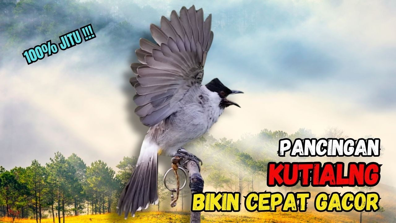 Suara Burung Kutilang Gacor Garuda Paling Ampuh Untuk Masteran Dan Pikat