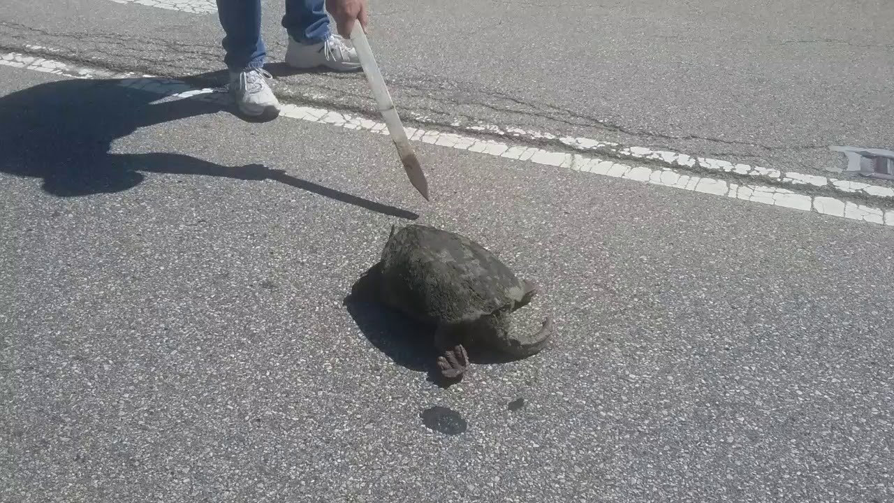 Snapping turtle fails - YouTube