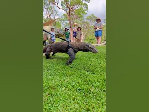 Walking a KOMODO DRAGON! | Australian Reptile Park - YouTube