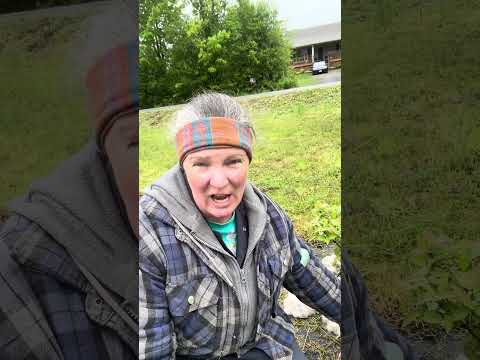 Benefits of wool around plants.  Ontario, Canada #connerty_meadows_farm