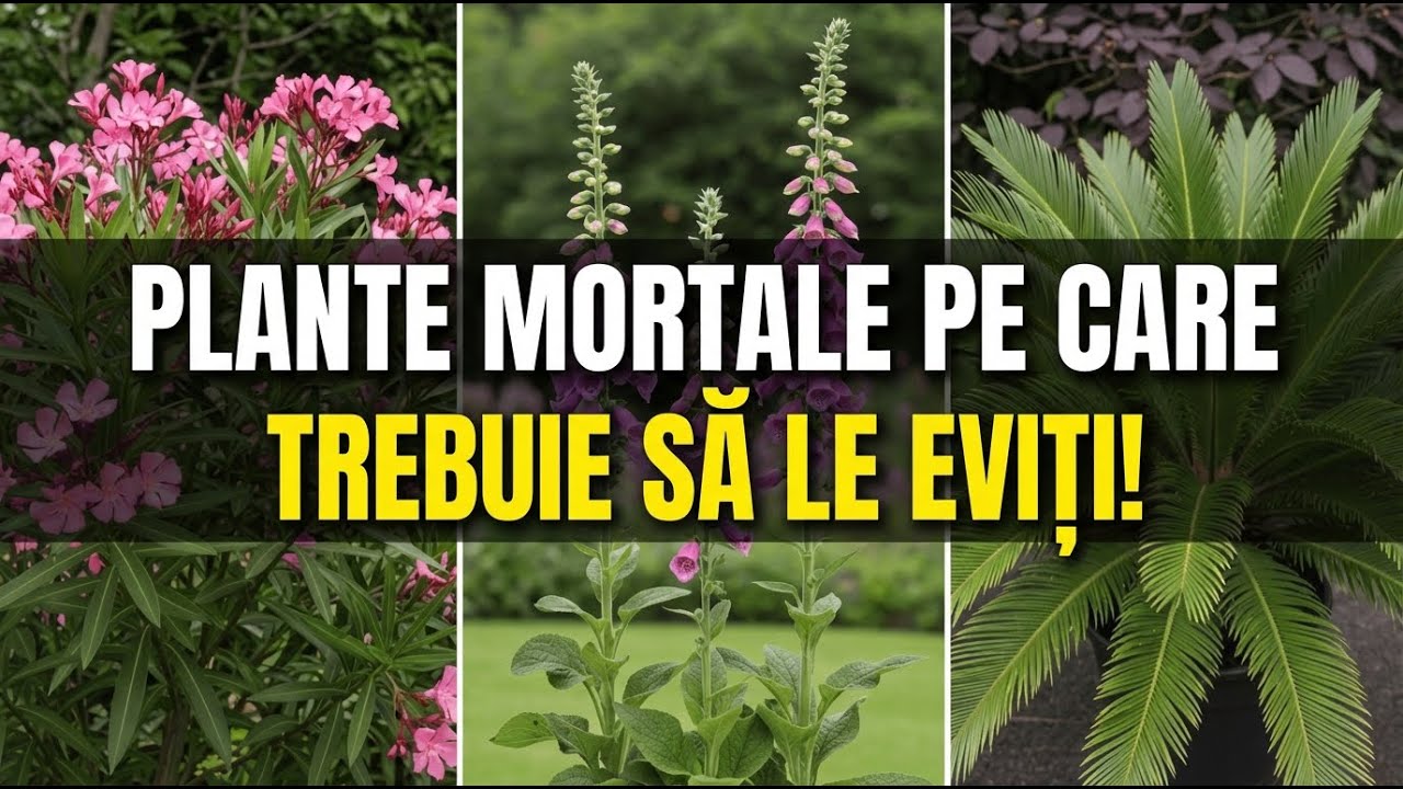 7 Cele Mai Periculoase Plante Pe Care Nu Ar Trebui Niciodată Să Le Cumperi Din Pepiniere