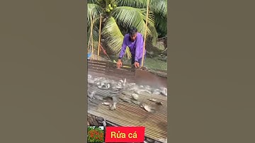 Rửa cá sặc rằng
