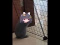 Miyu gets squished - Blue Archive Meme