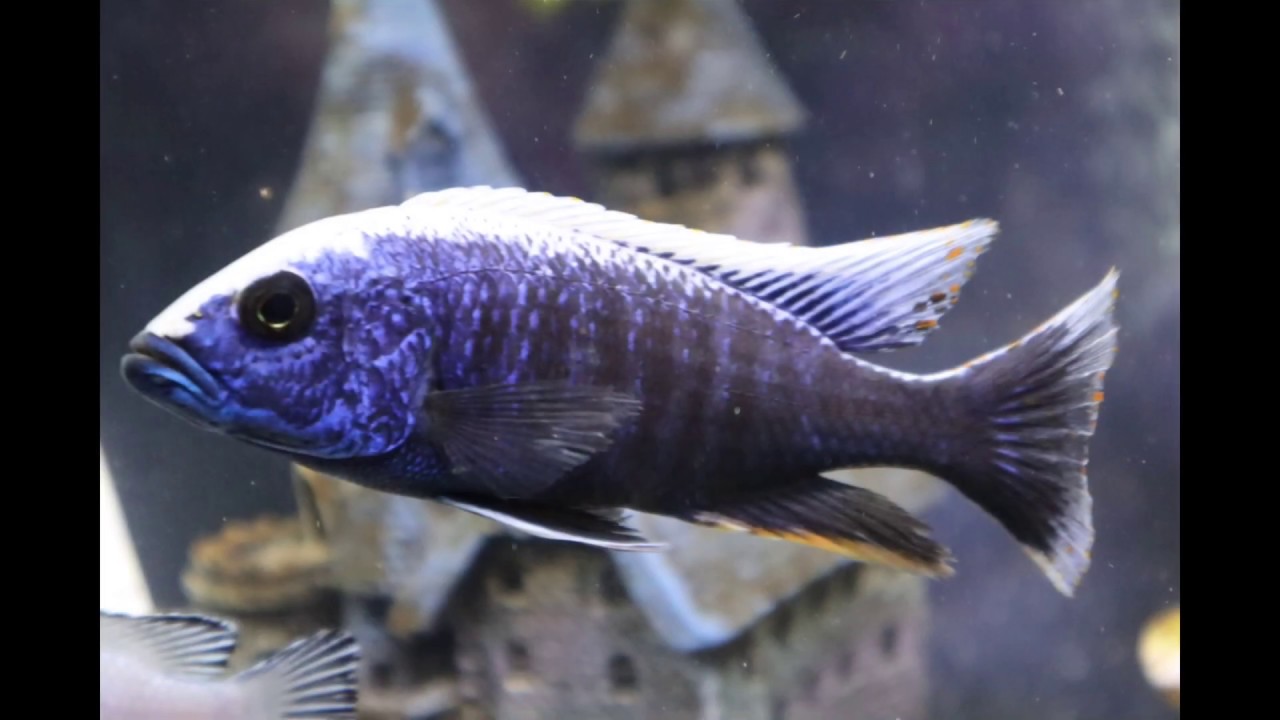 African Cichlids 65 Gallon Tank