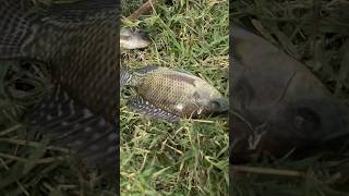Pescando con el Oso en la Cienega