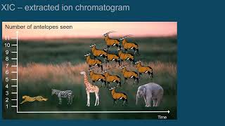 Leitura e compreensao de cromatogramas ionicos Episodio 3 Introducao a LC MS