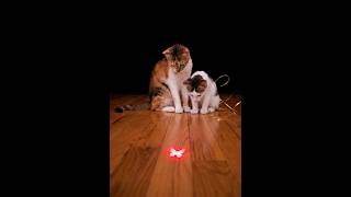 10 Hours of Laser Cat Games Interactive Cat TV to Keep Your Cat Busy While You Work #cattv screenshot 3