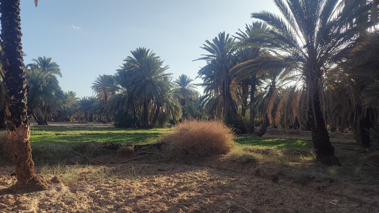 #جولة رائعة بقرية عين الشعير اقليم فݣيݣ واحة النخيل ain chair الجزء الاول.#palmiers .#oasis