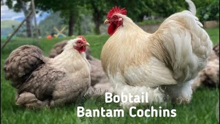 Bobtail Bantam Cochins enjoying a windy Spring Day ⛅️ 🌱 🇨🇦