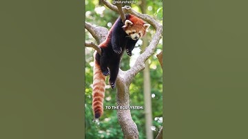 Is Red Pandas the Cutest of All Animals?