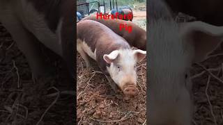 What is a Hereford pig? #pig #animals a#smallfarm #pigfarmer