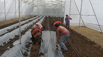 mulching at our shade net house