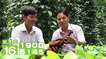 Trồng củ mài trong vườn tiêu thu lãi khủng | VTC16