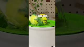 インコの水浴びが可愛い