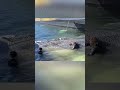Buckelwal Timmy schwimmt frei in der Nordsee – Sichtkontakt um neun Uhr#deutschlandaktuell