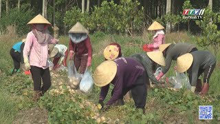 Trồng củ đậu xen trong vườn mít | NÔNG NGHIỆP TÂY NINH | TayNinhTV