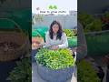 How to grow methi(fenugreek) methi kaise ugaye #gardening #methi #fenugreek